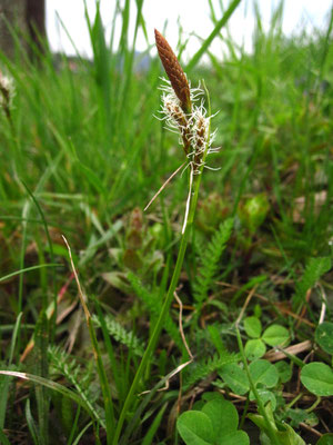 Frühlings-Segge (Carex caryophyllea)