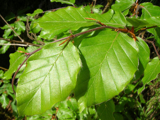 Rot-Buche (Fagus sylvatica)