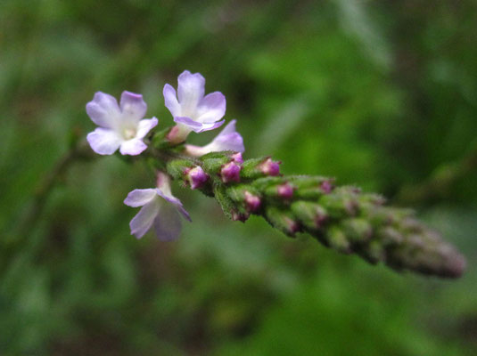 Echtes Eisenkraut (Verbena officinalis)