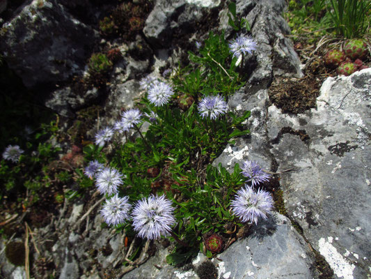 Herzblatt-Kugelblume (Globularia cordifolia)