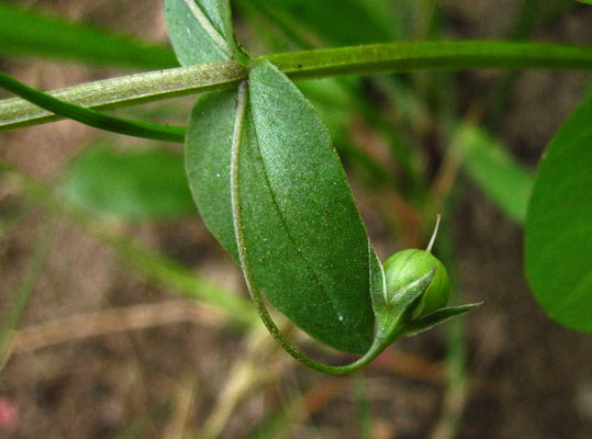 Acker-Gauchheil (Anagallis arvensis)