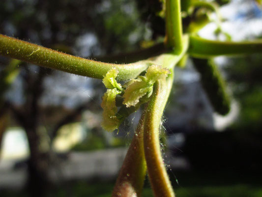 Echte Walnuss (Juglans regia) | weibliche Blüten