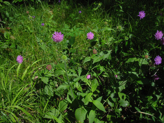 Ungarn-Witwenblume (Knautia drymeia)