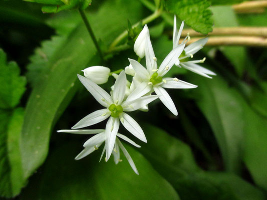 Bär-Lauch (Allium ursinum)