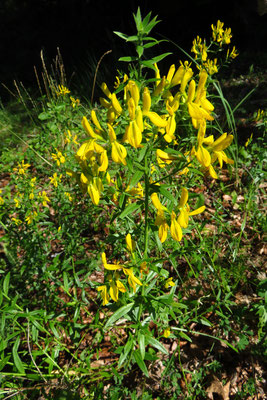 Färber-Ginster (Genista tinctoria) | Fam. Hülsenfrüchtler (Fabaceae)