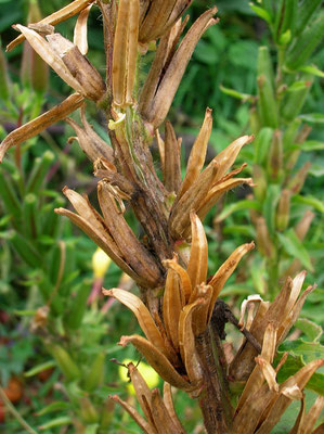 Rotkelch-Nachtkerze (Oenothera glazioviana)