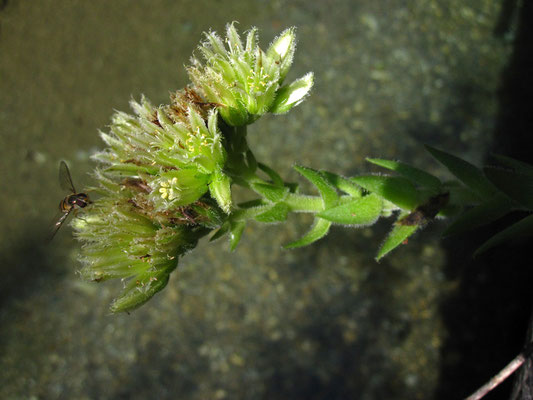 Kurzhaarige Kugel-Fransenhauswurz (Jovibarba globifera subsp. hirta)