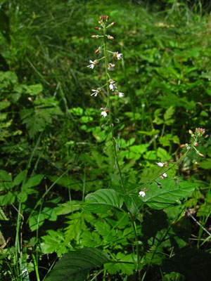 Wald-Hexenkraut (Circaea lutetiana)