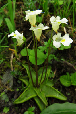 Alpen-Fettkraut (Pinguicula alpina) | Fam. Wasserschlauchgewächse (Lentibulariaceae)