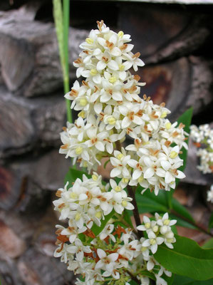 Gewöhnlicher Liguster (Ligustrum vulgare)