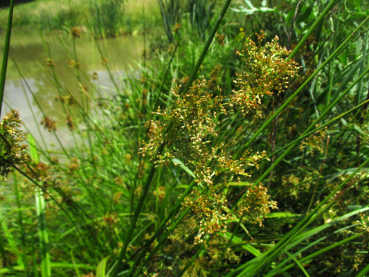 Flatter-Simse (Juncus effusus)