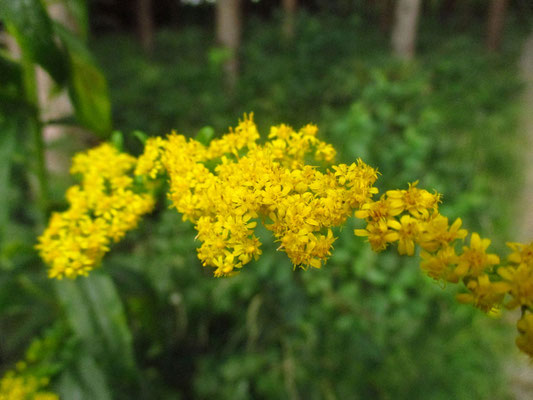 Kanada-Goldrute (Solidago canadensis)