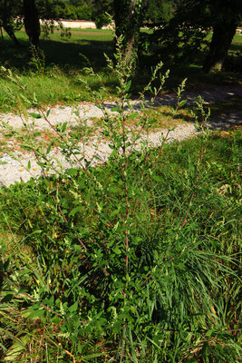 Streifen-Gänsefuß (Chenopodium strictum)