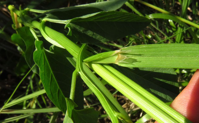 Gewöhnlicher Windhalm (Apera spica-venti)