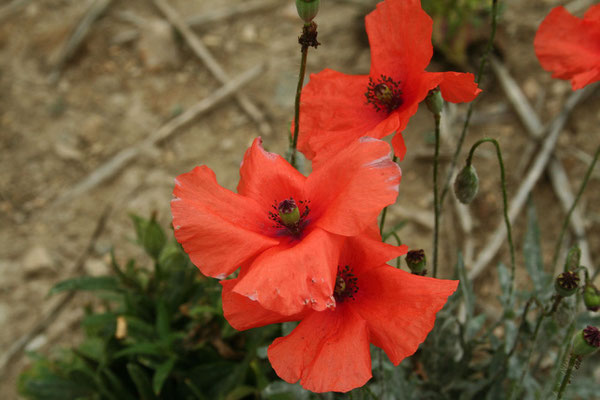 Klatsch-Mohn (Papaver rhoeas)