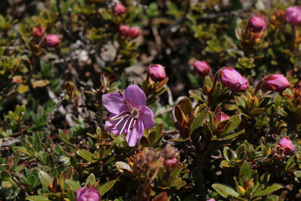 Zwergalpenrose (Rhodothamnus chamaecistus)