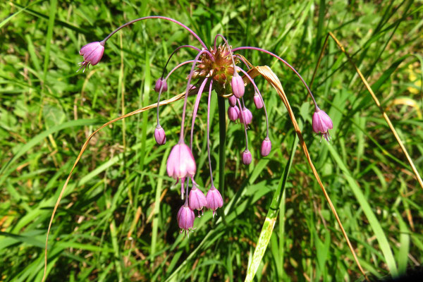 Kiel-Lauch (Allium carinatum)