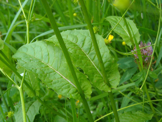 Sumpf-Pippau (Crepis paludosa)