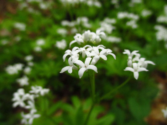 Waldmeister (Galium odoratum)