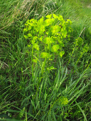 Esel-Wolfsmilch (Euphorbia esula)