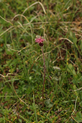 Alpen-Brandlattich (Homogyne alpina)