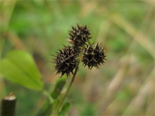 Zwerg-Schneckenklee (Medicago minima)