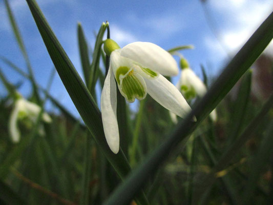 Schneeglöckchen (Galanthus nivalis) 