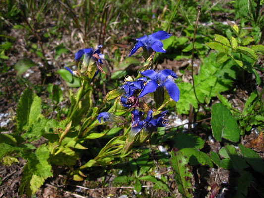 Gewöhnlicher Fransenenzian (Gentianopsis ciliata)