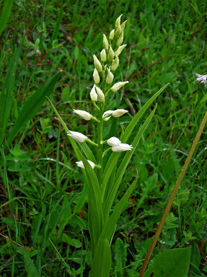 Schmalblatt-Waldvöglein (Cephalophora longifolia)