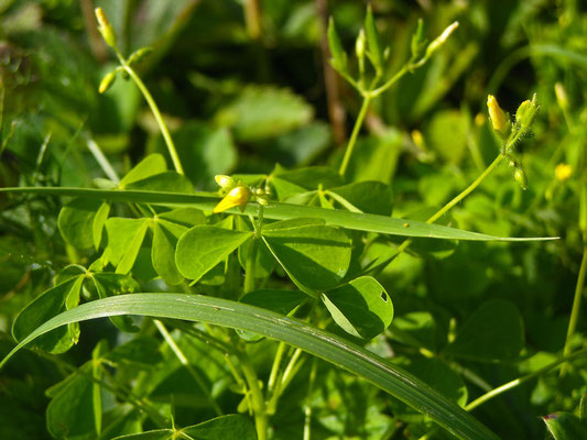 Aufrecht-Sauerklee (Oxalis stricta)