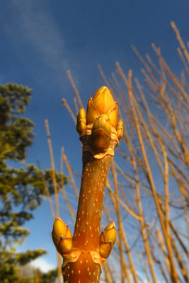 Berg-Ahorn (Acer pseudoplatanus) | Fam. Seifenbaumgewächse (Sapindaceae)