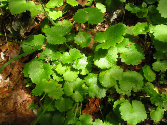 Rundblatt-Steinbrech (Saxifraga rotundifolia)