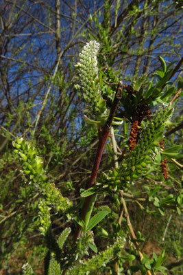 Purpur-Weide (Salix purpurea) | Fam. Weidengewächse (Salicaceae)