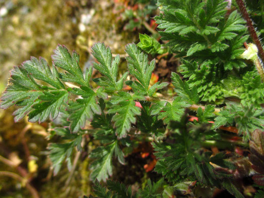 Gewöhnlicher Reiherschnabel (Erodium cicutarium)