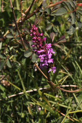 Mücken-Händelwurz (Gymnadenia conopsea)