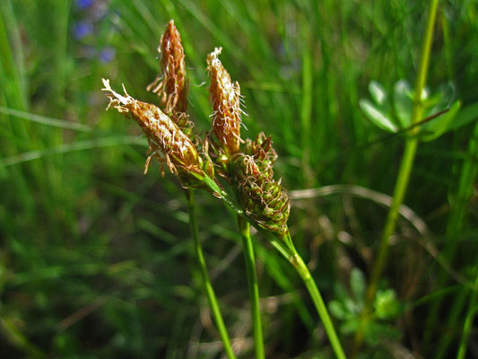 Frühlings-Segge (Carex caryophyllea)