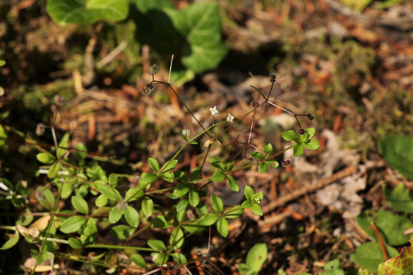 Rundblatt-Labkraut (Galium rotundifolium)