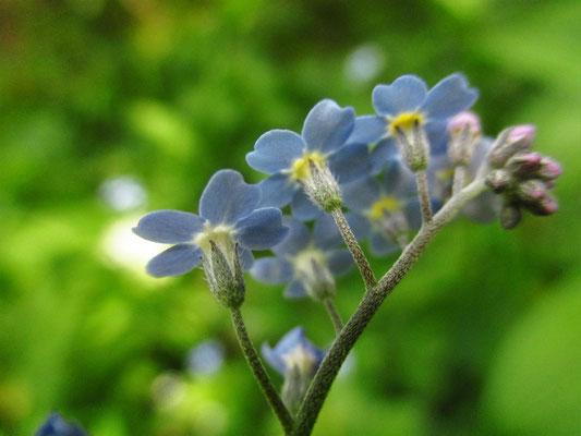 Sumpf-Vergissmeinnicht (Myosotis scorpioides s.lat.)