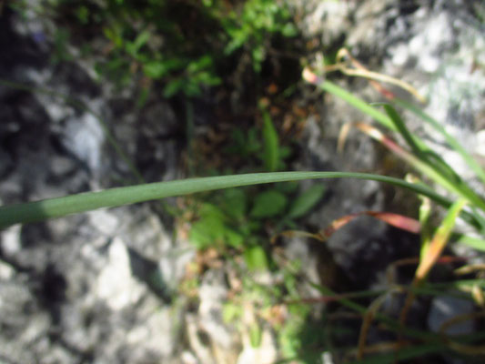 Berg-Lauch (Allium lusitanicum)