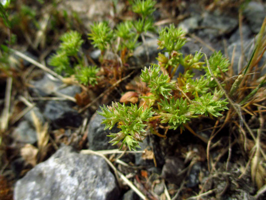 Einjähriger Knäuel (Scleranthus annuus)