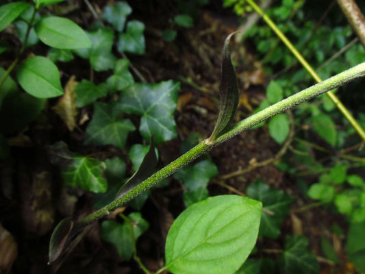 Kleinblatt-Ständelwurz (Epipactis microphylla)