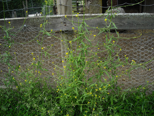 Weg-Rauke (Sisymbrium officinale)