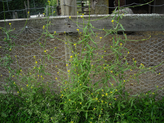 Weg-Rauke (Sisymbrium officinale)