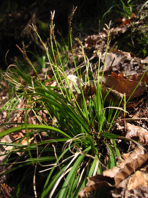 Finger-Segge (Carex digitata)