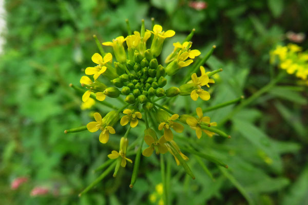 Ruderal-Goldlack (Erysimum ruderale)