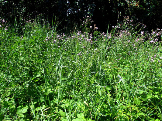 Acker-Kratzdistel (Cirsium arvense)