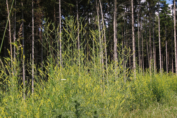 Echter Steinklee (Melilotus officinalis)