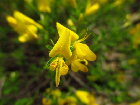 Heide-Ginster (Genista pilosa)