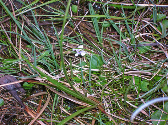 Sumpf-Veilchen (Viola palustris)