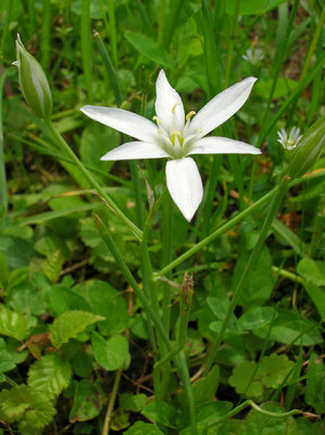 Ornithogalum umbellatum agg.